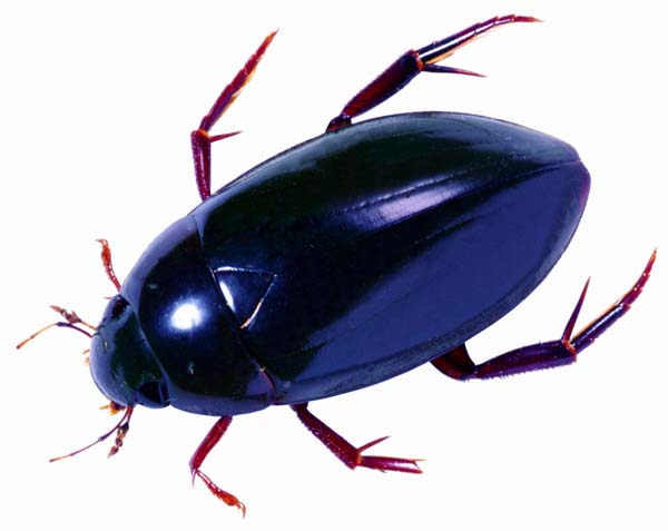 �����Σ�������